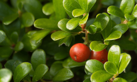 Medicamine Skin deliniens Ingredientia