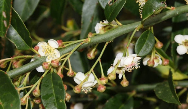 Medicamine cutis reparando Ingredientia