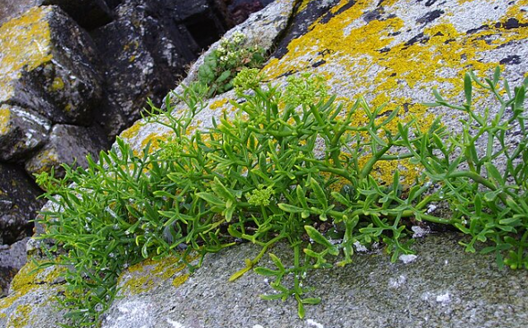 Crithmum Maritimum Gallus Culture Filtrate