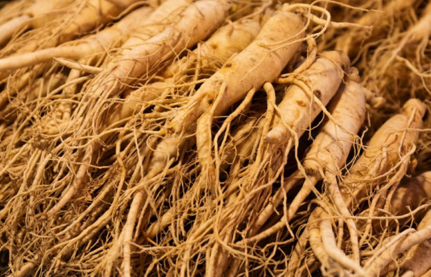 جذور نبات الجنسنغ