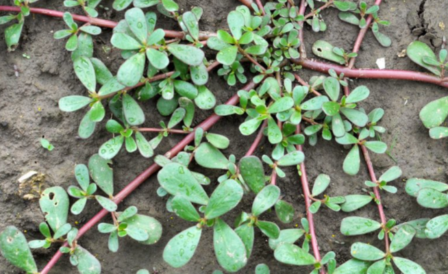 الرجلة نبات عشبي