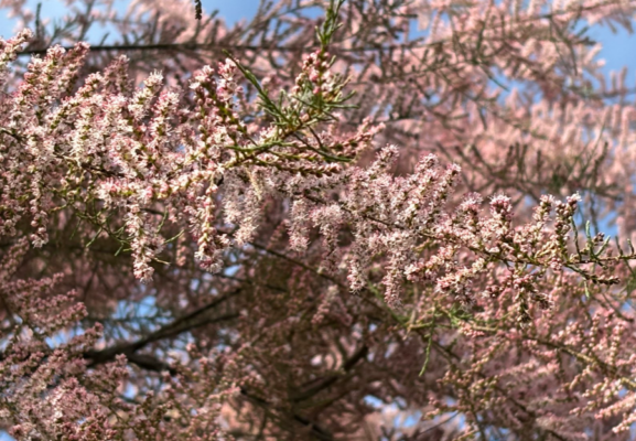 Natural Cosmetic Ingredients