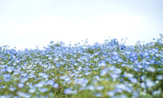 Flax Flower