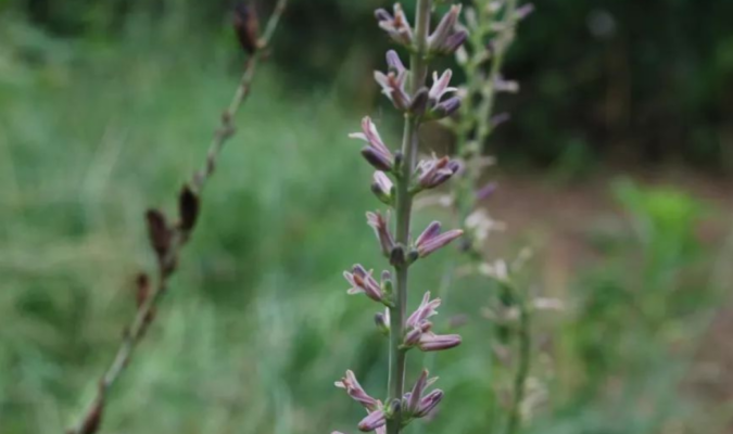 Anemarrhena Asphodeloides Leaf