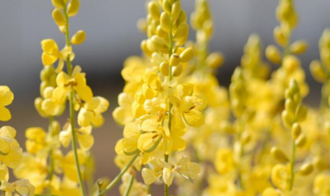 Senna angustifolia