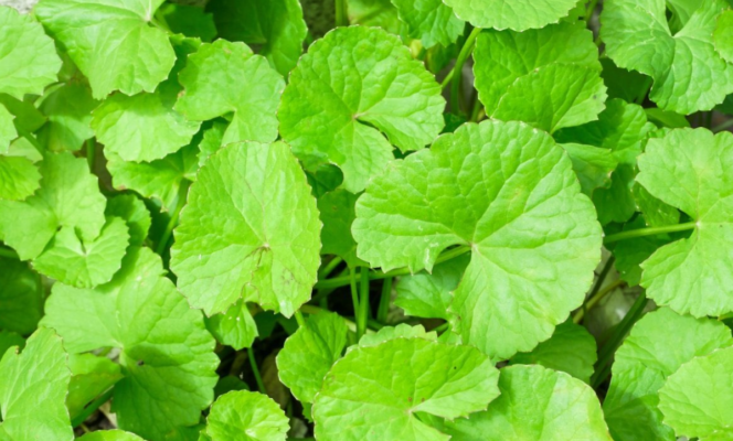 Cosmetic Ingredients：Centella asiatica 